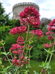 Centranthus ruber
