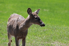 Odocoileus virginianus