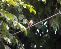 Pyrocephalus rubinus