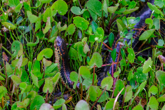 Farancia erytrogramma