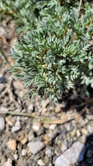 Astragalus microcephalus