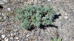 Astragalus microcephalus