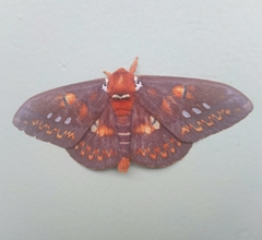 Procitheronia fenestrata