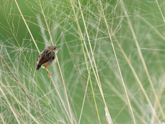Cisticola exilis