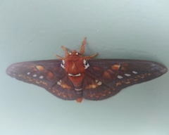 Procitheronia fenestrata