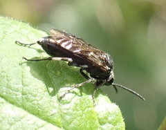 Macrophya albicincta