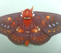 Procitheronia fenestrata