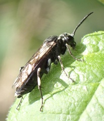 Macrophya albicincta