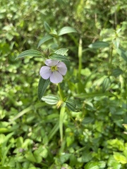 Pterolepis glomerata