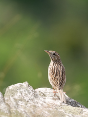 Anthus sylvanus