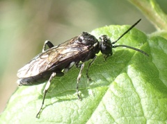Macrophya albicincta
