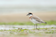 Charadrius leschenaultii