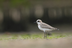 Charadrius leschenaultii