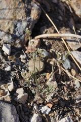 Phacelia affinis