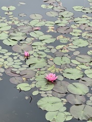 Nymphaea odorata tuberosa