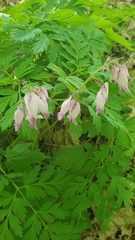 Dicentra eximia