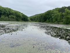 Nymphaea odorata tuberosa