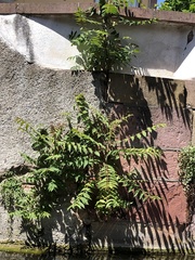 Ailanthus altissima