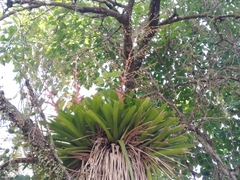 Vriesea philippocoburgi