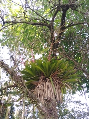 Vriesea philippocoburgi