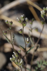 Phacelia affinis