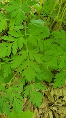 Dicentra eximia