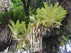 Neoregelia