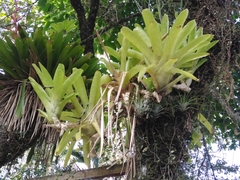 Neoregelia