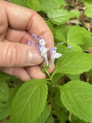 Scutellaria serrata