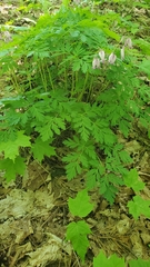 Dicentra eximia