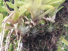 Tillandsia stricta
