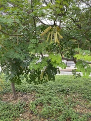 Erythrostemon mexicanus