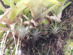 Tillandsia stricta
