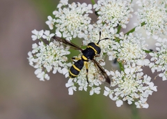 Ceriana vespiformis
