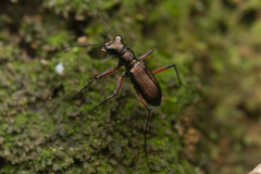 Heptodonta posticalis