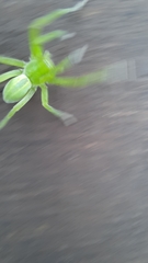 Micrommata virescens