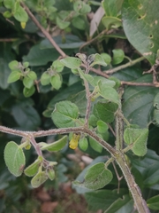 Salpichroa tristis