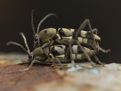 Chlorophorus signaticollis