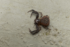 Pycnaxis