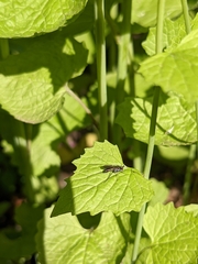 Rhaphium melampus