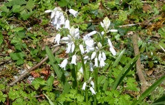 Hyacinthoides hispanica