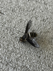 Exoprosopa brevirostris