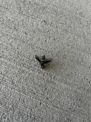 Exoprosopa brevirostris