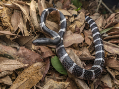 Bungarus multicinctus wanghaotingi