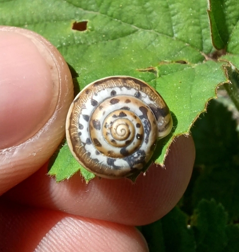Obična kartuzijanka (Monacha cartusiana)