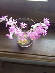 Silene scabriflora