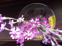Silene scabriflora