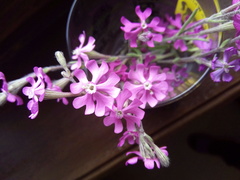 Silene scabriflora