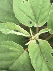 Agrilus lacustris