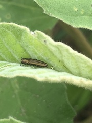 Agrilus lacustris